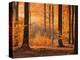 Beech Forest, Autumn-Thonig-Premier Image Canvas