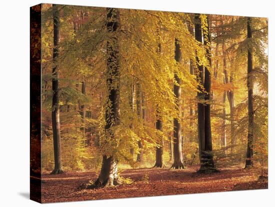 Beech Forest, Autumn-Thonig-Premier Image Canvas
