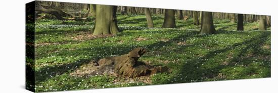 Beech Forest, Fagus Sylvatica, Wood Anemones, Anemone Nemorosa, Spring-Andreas Keil-Premier Image Canvas