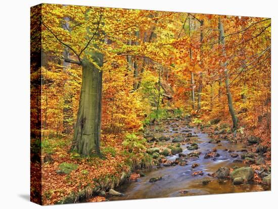 Beech forest in autumn, Ilse Valley, Germany-Frank Krahmer-Stretched Canvas