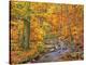 Beech forest in autumn, Ilse Valley, Germany-Frank Krahmer-Stretched Canvas