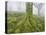 Beech Forest in the Gorbea Nature Reserve, Fog, Moss, the Basque Provinces, Spain-Rainer Mirau-Premier Image Canvas