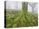 Beech Forest in the Gorbea Nature Reserve, Fog, Moss, the Basque Provinces, Spain-Rainer Mirau-Premier Image Canvas