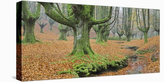 Beech Forest in the Gorbea Nature Reserve, Foliage, Moss, Brook, Basque Country, Spain-Rainer Mirau-Premier Image Canvas