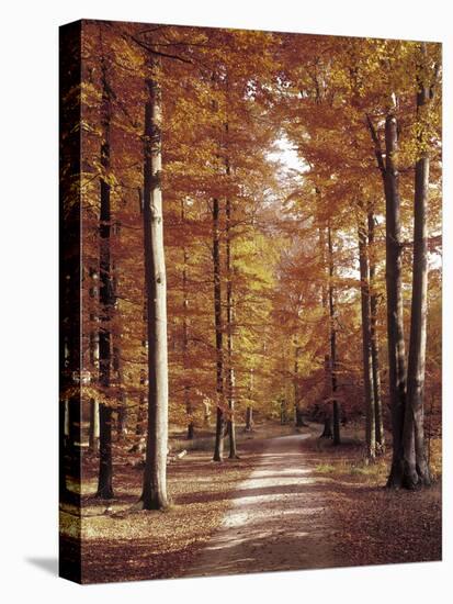 Beech Forest, Way, Autumn-Thonig-Premier Image Canvas