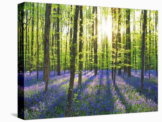 Beech forest with bluebells, Belgium-Frank Krahmer-Stretched Canvas