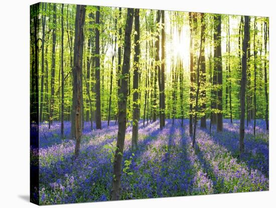 Beech forest with bluebells, Belgium-Frank Krahmer-Stretched Canvas