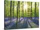 Beech forest with bluebells, Belgium-Frank Krahmer-Stretched Canvas