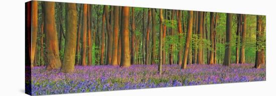 Beech forest with bluebells, Hampshire, England-Frank Krahmer-Stretched Canvas