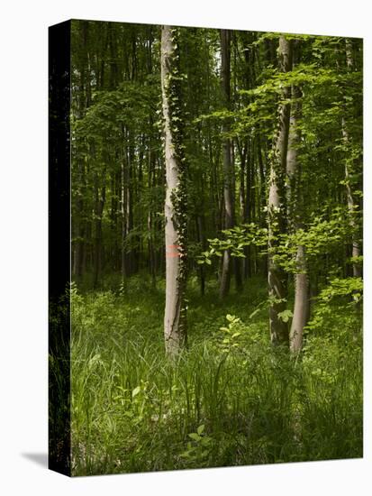 Beech Forest with Grass in Spring-Axel Killian-Premier Image Canvas