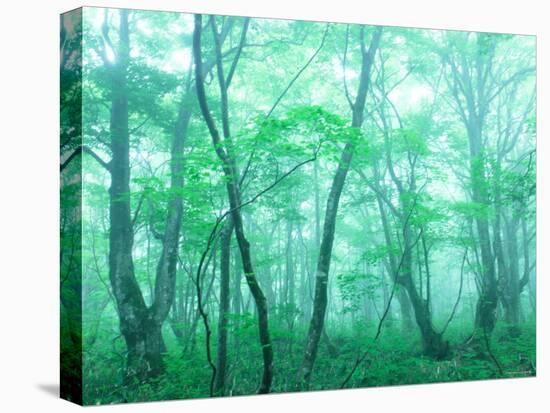 Beech Forest-null-Premier Image Canvas