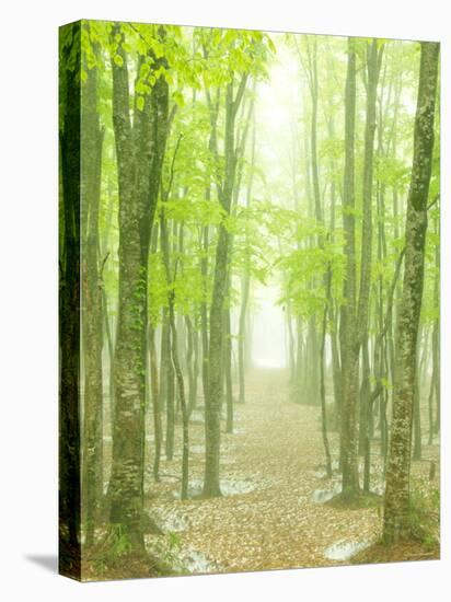 Beech Forest-null-Premier Image Canvas