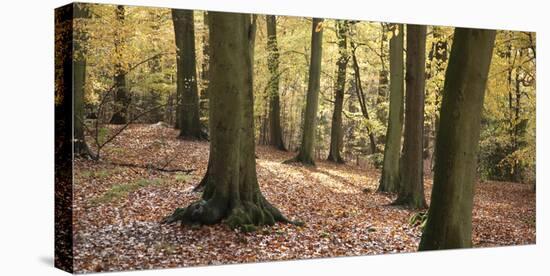 Beech Glade I-Bill Philip-Stretched Canvas