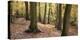 Beech Glade I-Bill Philip-Stretched Canvas