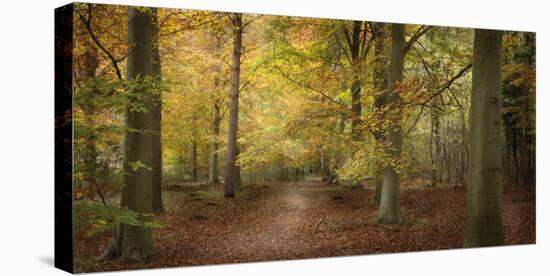 Beech Glade II-Bill Philip-Stretched Canvas