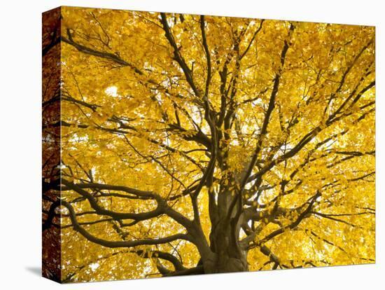 Beech Tree in Autumn, Surrey, England-Jon Arnold-Premier Image Canvas
