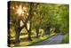 Beech Tree Lined Road in Evening Sunshine, Wimborne, Dorset, England. Spring-Adam Burton-Premier Image Canvas