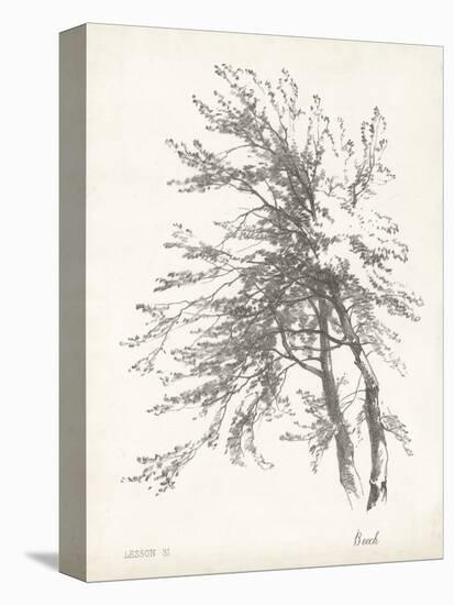 Beech Tree Study-null-Stretched Canvas