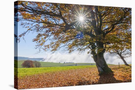 Beech tree with sun in autumn, Schauinsland, Black Forest, Baden Wurttemberg, Germany-Raimund Linke-Stretched Canvas