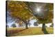 Beech tree with sun in autumn, Schauinsland, Black Forest, Baden Wurttemberg, Germany-Raimund Linke-Stretched Canvas