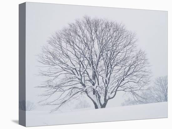 Beech Tree-null-Premier Image Canvas