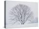 Beech Tree-null-Premier Image Canvas