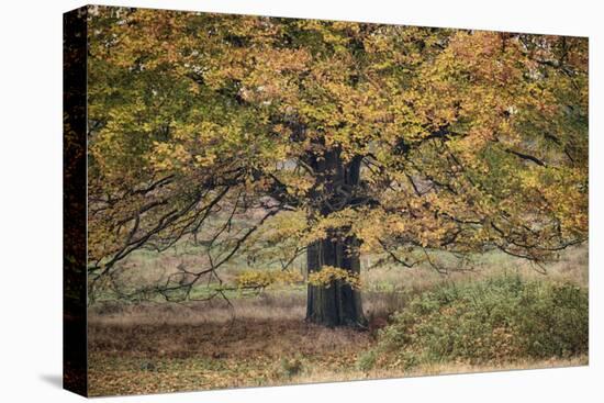 Beech Tree-Cora Niele-Premier Image Canvas