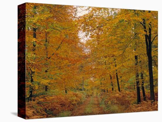 Beech Trees in Autumn, Surrey, England-Jon Arnold-Premier Image Canvas