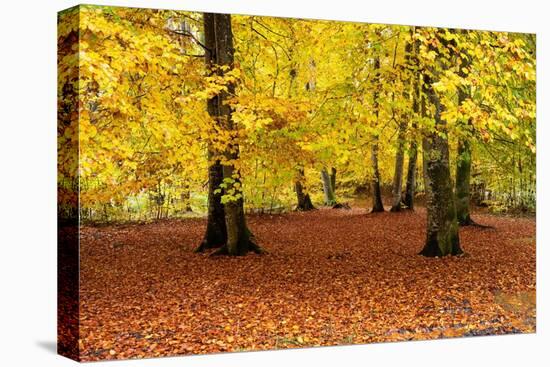 Beech trees in autumn woodland, Upper Bavaria, Germany-Konrad Wothe-Premier Image Canvas