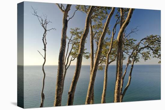 Beech Trees on Cliffs, Log Slide Overlooking Lake Superior, Pictured Rocks National Lakeshore-Judith Zimmerman-Premier Image Canvas