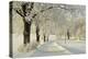 Beech Trees with Hoar Frost-Jochen Schlenker-Premier Image Canvas