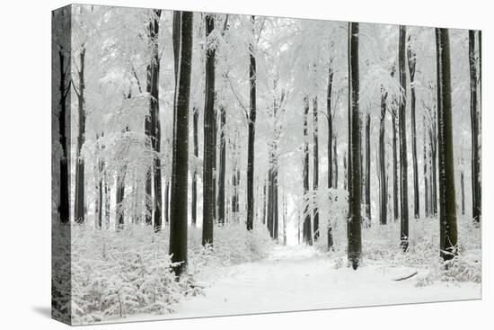 Beech Trees Woodland Covered in Winter Snow-null-Premier Image Canvas