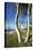 Beech Trunks on the Western Beach of Darss Peninsula-Uwe Steffens-Premier Image Canvas