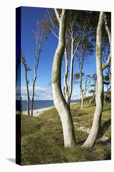 Beech Trunks on the Western Beach of Darss Peninsula-Uwe Steffens-Premier Image Canvas