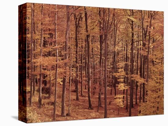 Beech Wood, Autumn-Thonig-Premier Image Canvas