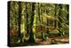 Beech woodland near Blackwater Brook, New Forest-Colin Varndell-Premier Image Canvas