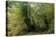 Beech Woodland-Dr^ Keith-Premier Image Canvas