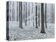 Beeches in Fog, Austria-Rainer Mirau-Premier Image Canvas