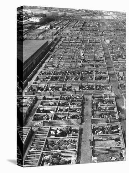 Beef Cattle Being Held in Large Pens at the Union Stockyards-Bernard Hoffman-Premier Image Canvas