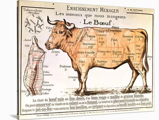 Beef: Diagram Depicting the Different Cuts of Meat-null-Premier Image Canvas