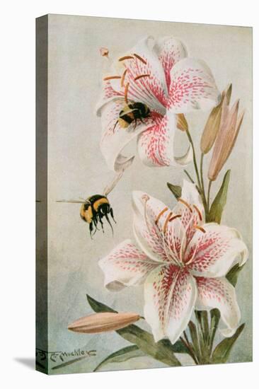 Bees and Lilies, Illustration from 'stories of Insect Life' by William J. Claxton, 1912-Louis Fairfax Muckley-Premier Image Canvas
