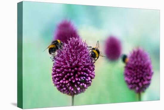 Bees on Allium Sphaerocephalon. Allium Drumstick, also known as Sphaerocephalon, Produces Two-Toned-Onelia Pena-Premier Image Canvas