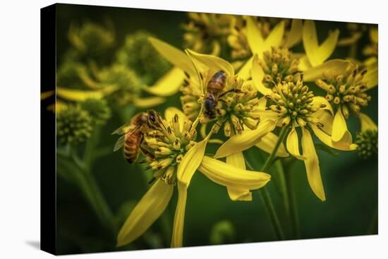 Bees on Flowers-Stephen Arens-Premier Image Canvas