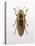 Beetle 4-Design Fabrikken-Premier Image Canvas