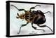 Beetle: African Goliathus Magnus-Sir William Jardine-Stretched Canvas