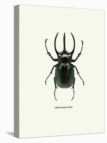 Beetle Black-null-Stretched Canvas