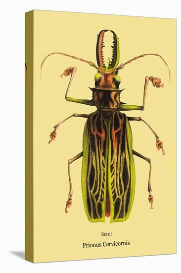 Beetle: Brazilian Prionus Cervicornis-Sir William Jardine-Stretched Canvas