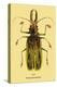 Beetle: Brazilian Prionus Cervicornis-Sir William Jardine-Stretched Canvas