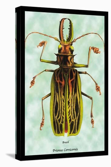 Beetle: Brazilian Prionus Cervicornis-Sir William Jardine-Stretched Canvas