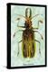 Beetle: Brazilian Prionus Cervicornis-Sir William Jardine-Stretched Canvas